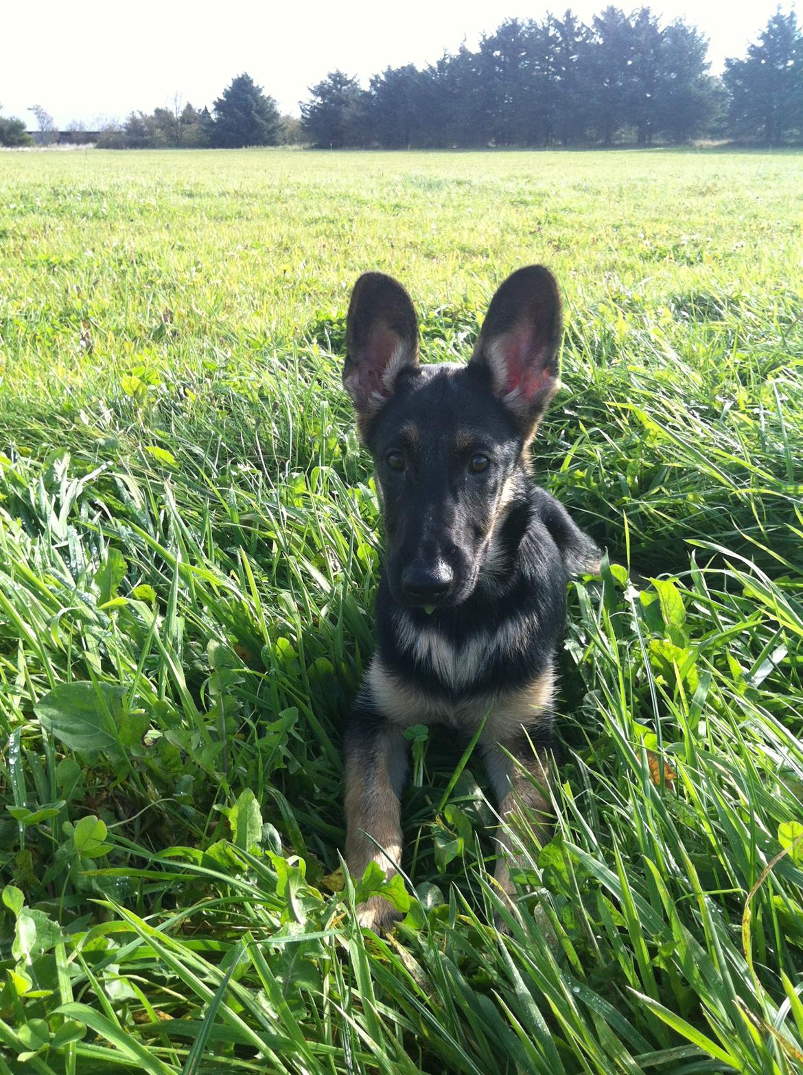 Blanding af racer Lex billede 9