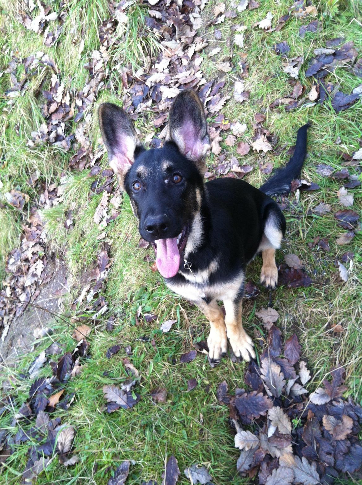 Blanding af racer Lex billede 10