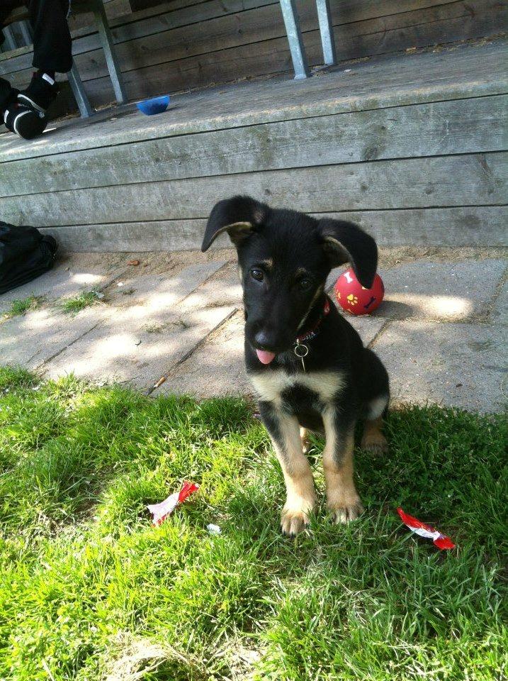 Blanding af racer Lex billede 11