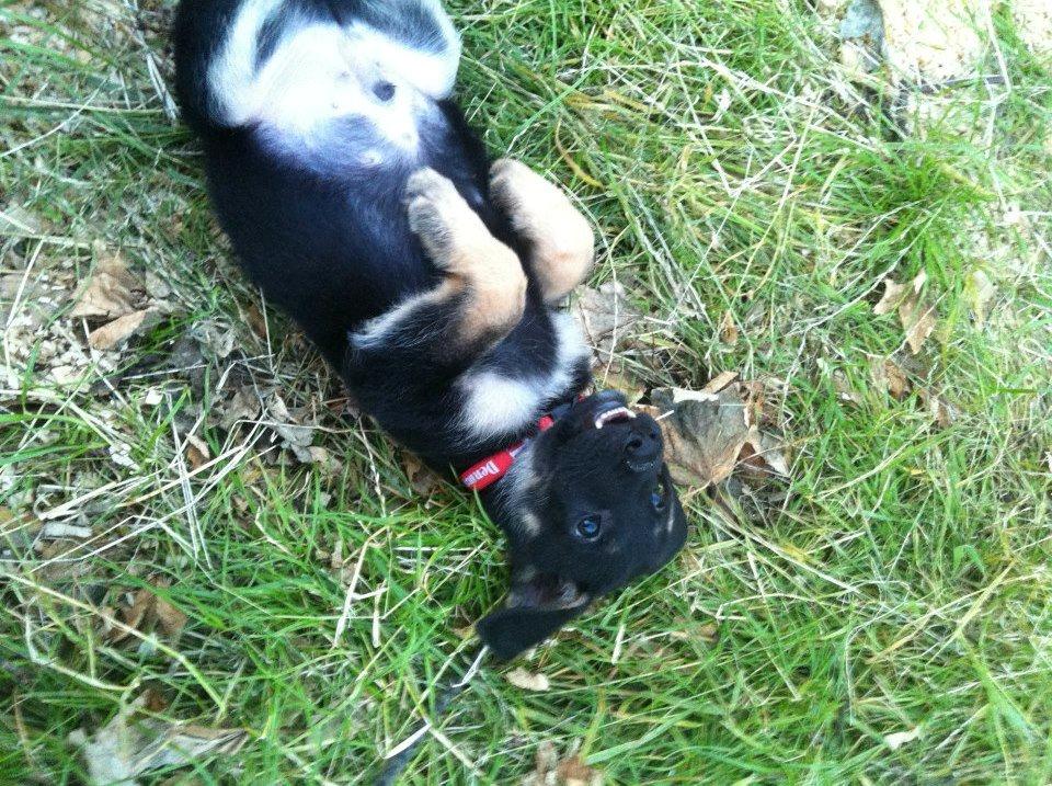 Blanding af racer Lex - Lex som baby <3 billede 12