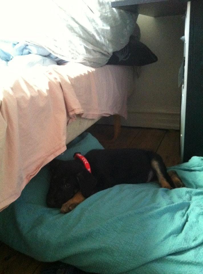 Blanding af racer Lex - Lige da han var kommet hjem billede 13