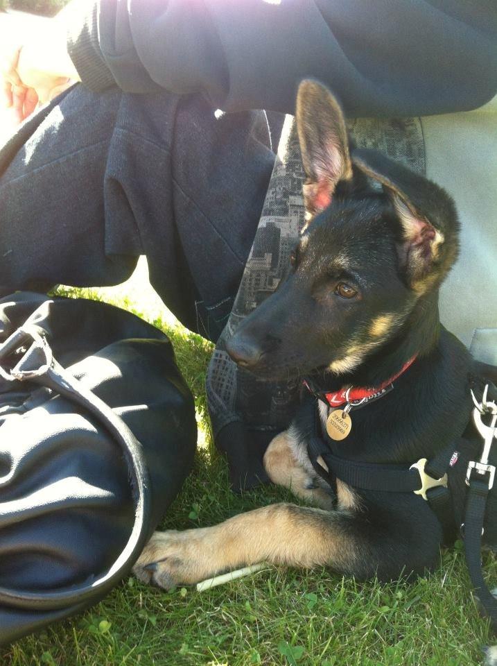 Blanding af racer Lex billede 14