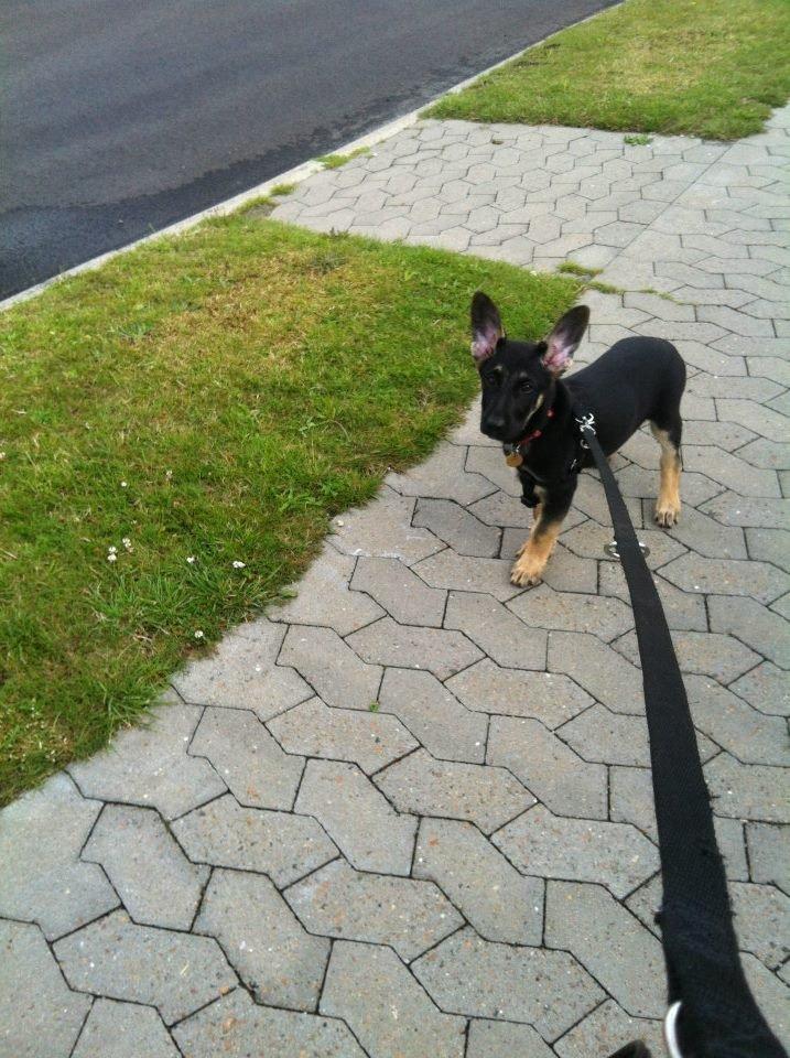 Blanding af racer Lex billede 15