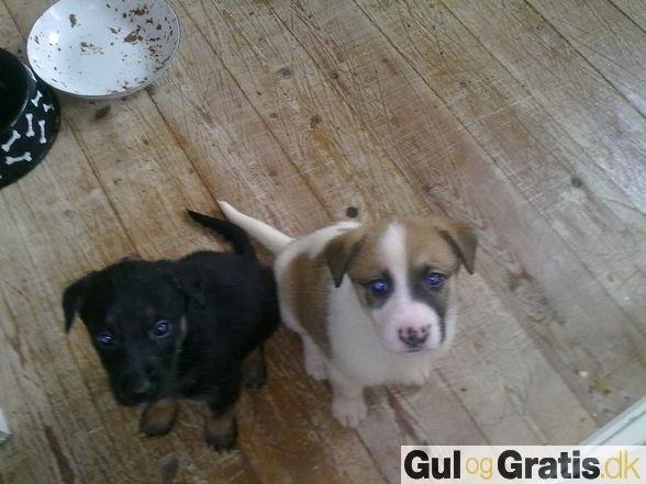 Blanding af racer Lex - Et billede af ham og hans søster inden vi fik ham hjem :-) billede 16