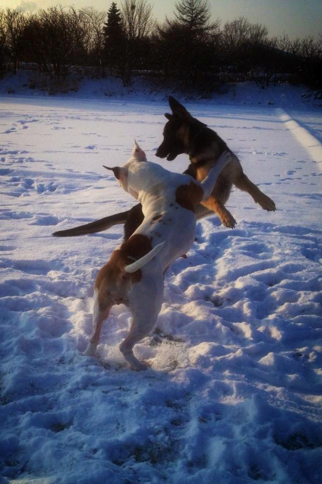 Blanding af racer Lex billede 17