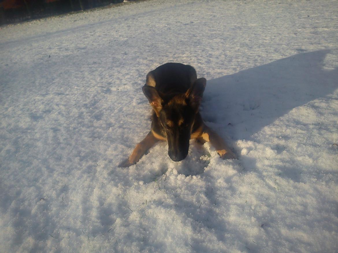 Blanding af racer Lex billede 18