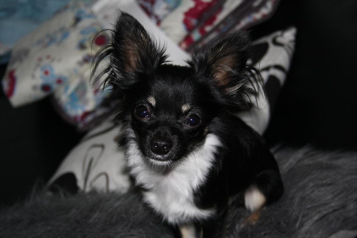 Chihuahua Milo - Nyt 2013 , 1 år ca. billede 6