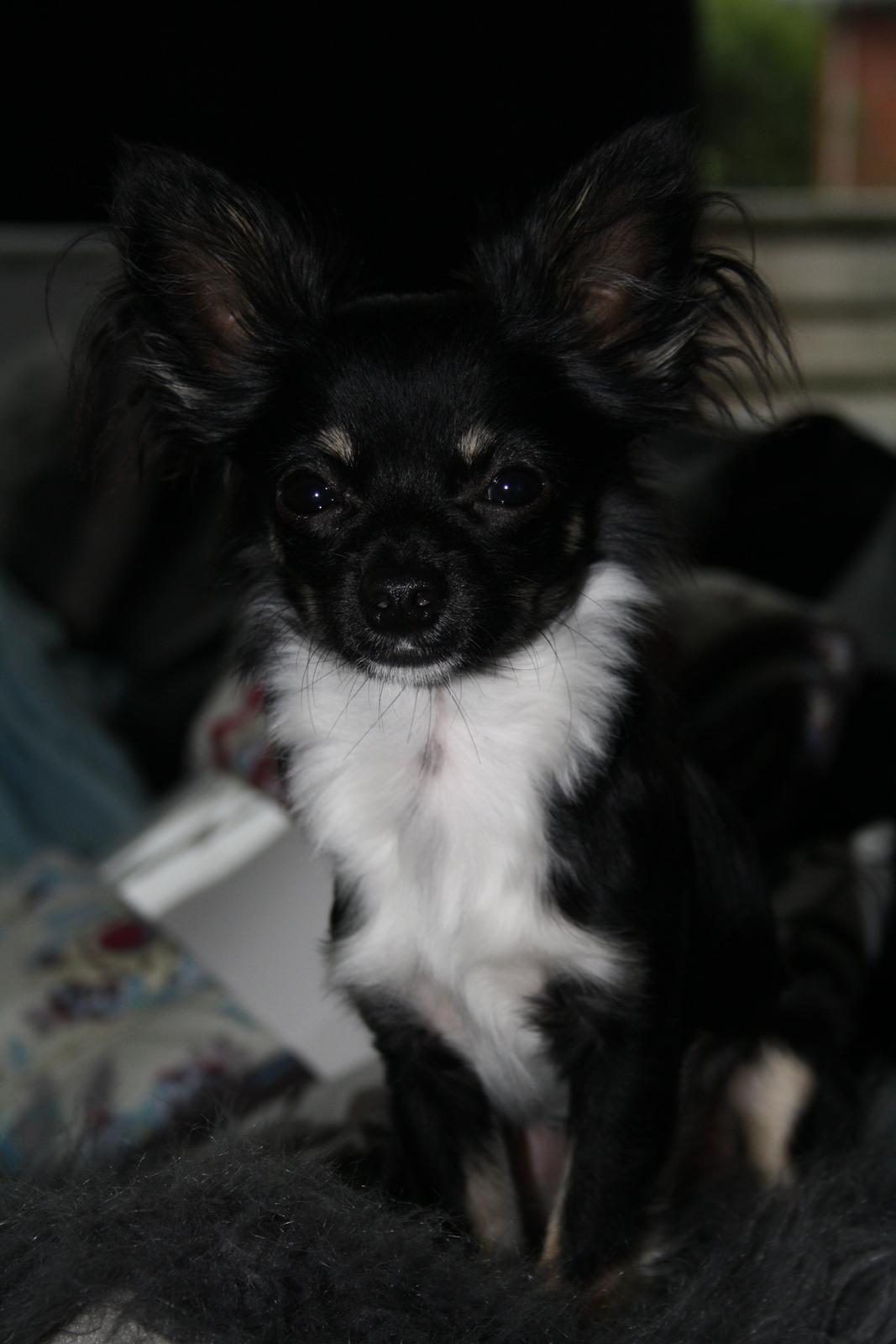 Chihuahua Milo - Nyt 2013, 1 år ca. billede 4