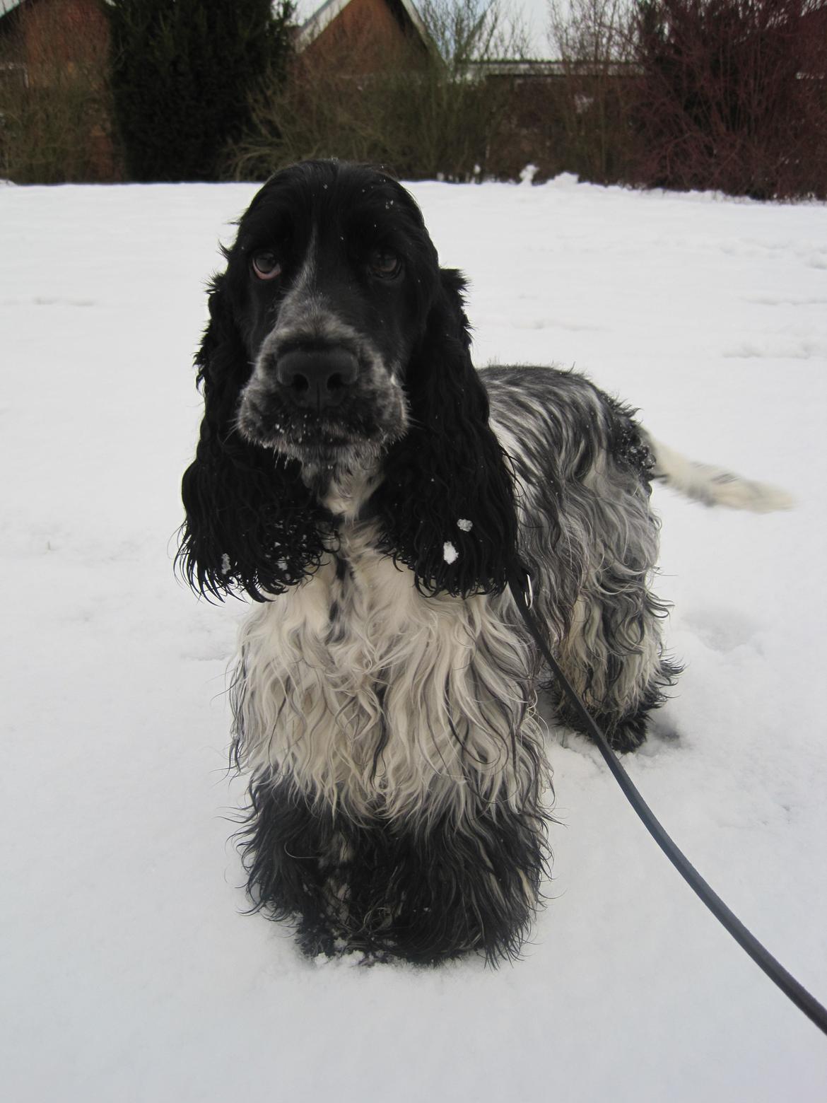 Cocker spaniel Castello - Vi hygger ude i sneen (: billede 2