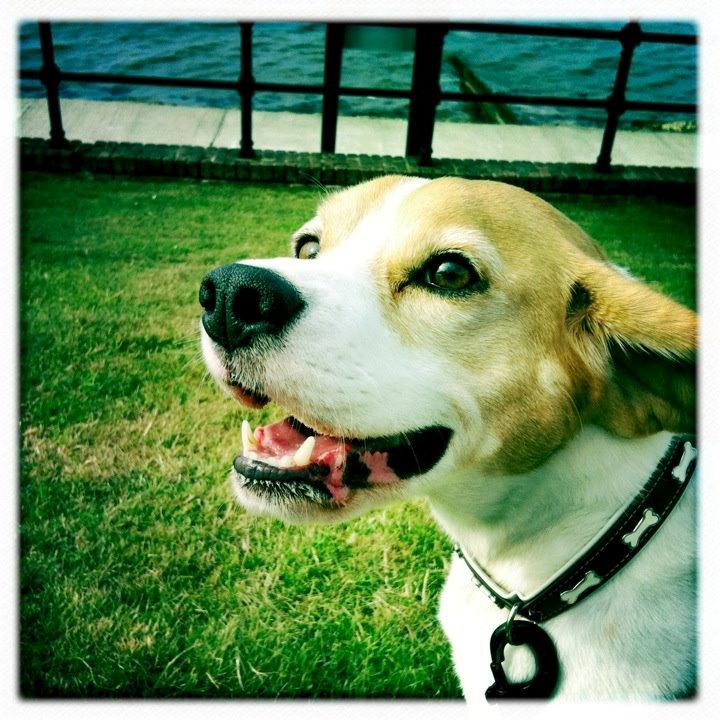 Beagle Macy - Hej og velkommen til Macy's profil. billede 1