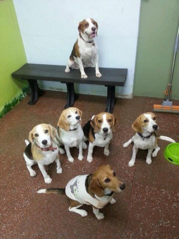 Beagle Macy - macy og hendes venner.
hun er nummer 2 til venstre. billede 2