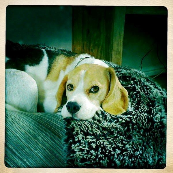 Beagle Macy - macy er træt billede 3