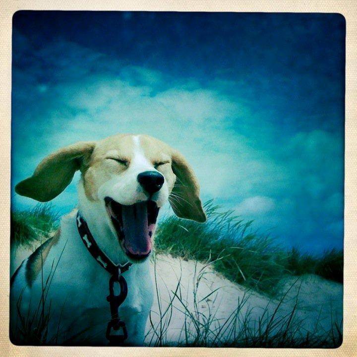 Beagle Macy - macy smiler til jer. billede 4