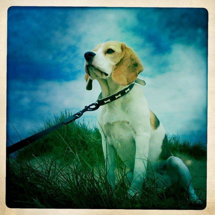 Beagle Macy - macy nyder at være på stranden. billede 5