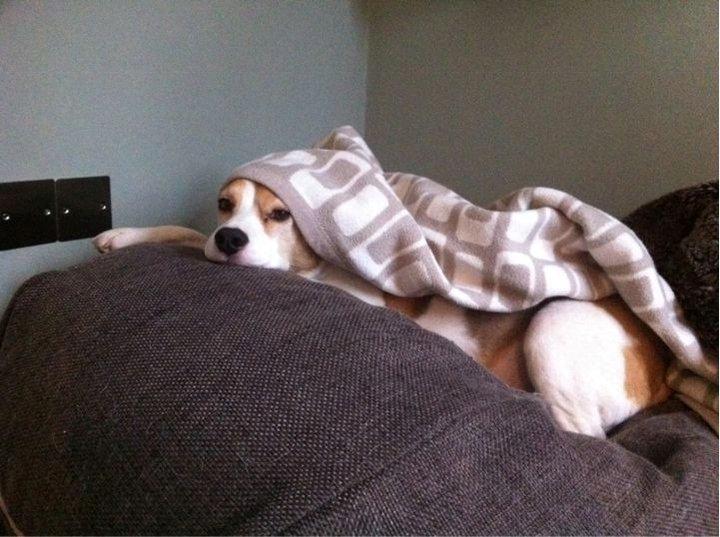 Beagle Macy - macy putter med sit tæppe. billede 6