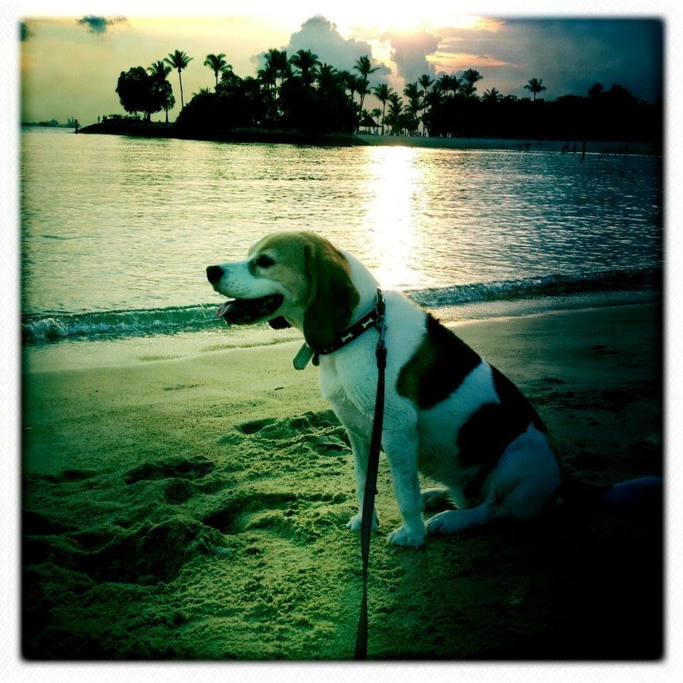 Beagle Macy - macy nyder solnedgangen i Singapore. billede 9