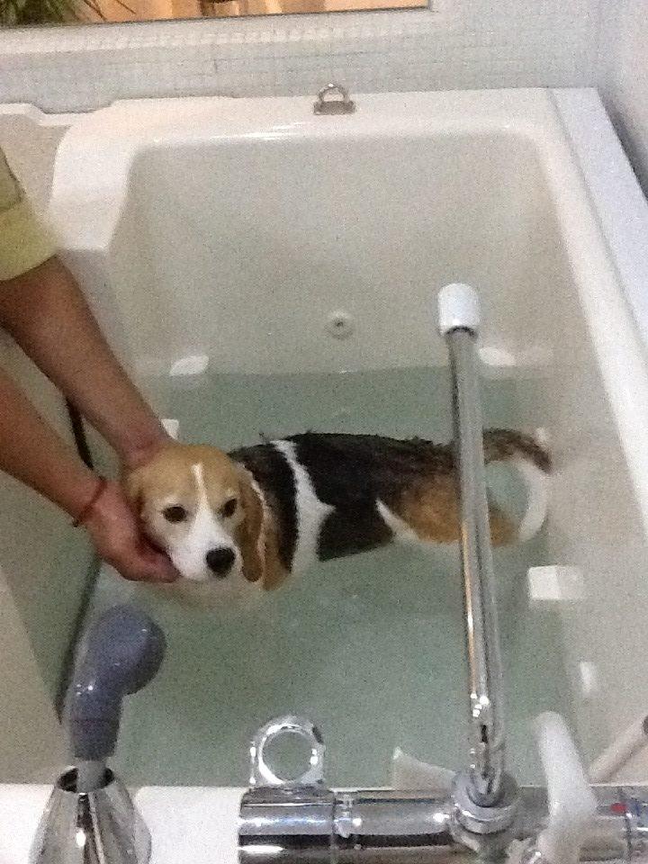 Beagle Macy - macy er i bad. billede 10