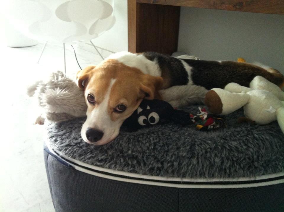 Beagle Macy - macy ser helt uskyldig ud billede 11