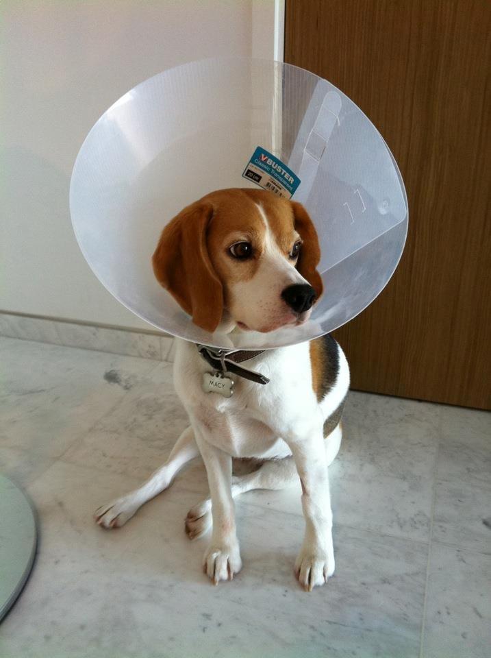 Beagle Macy - macy efter dyrelæge billede 13