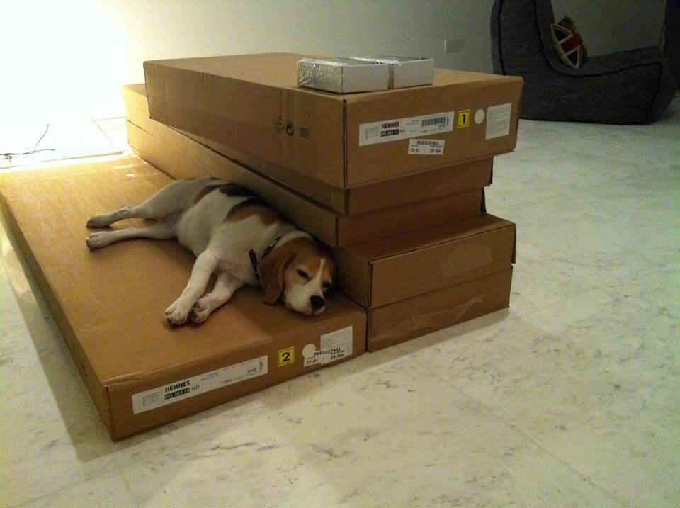 Beagle Macy - macy sover på flyttekasserne. billede 14