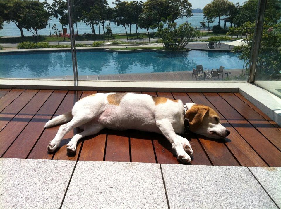 Beagle Macy - macy solbader. billede 15