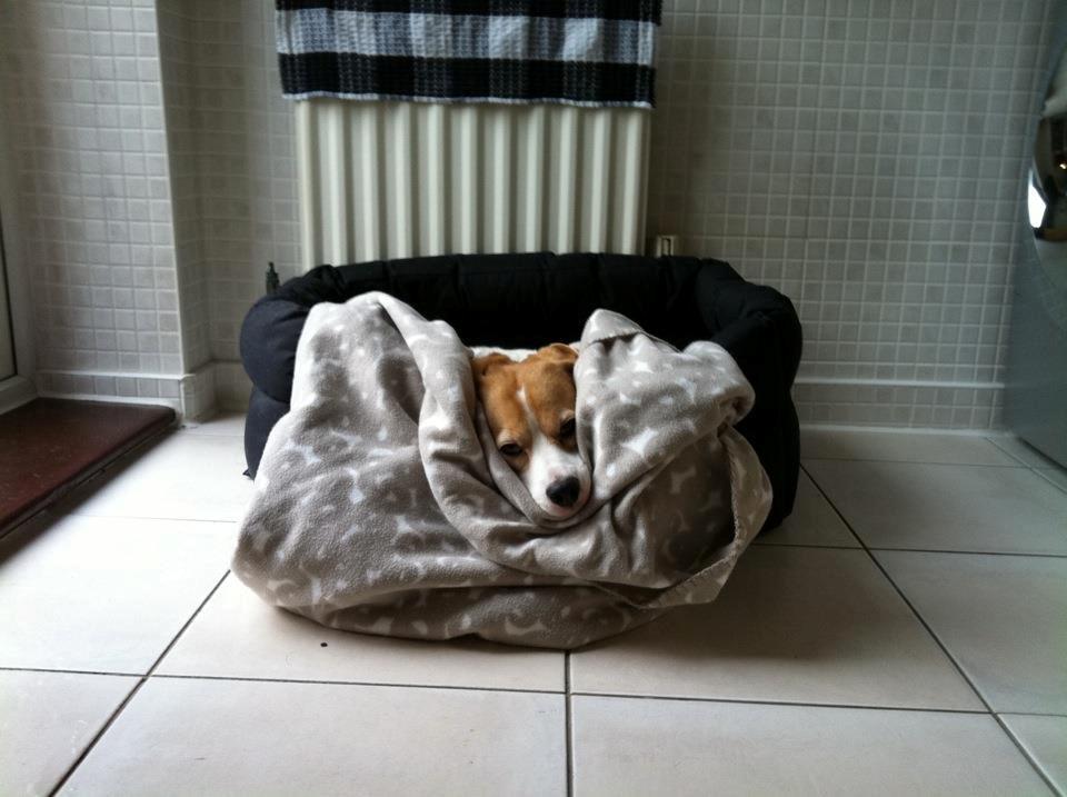 Beagle Macy - macy er træt billede 17