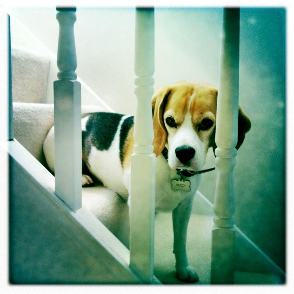 Beagle Macy - macy på trappen. billede 18