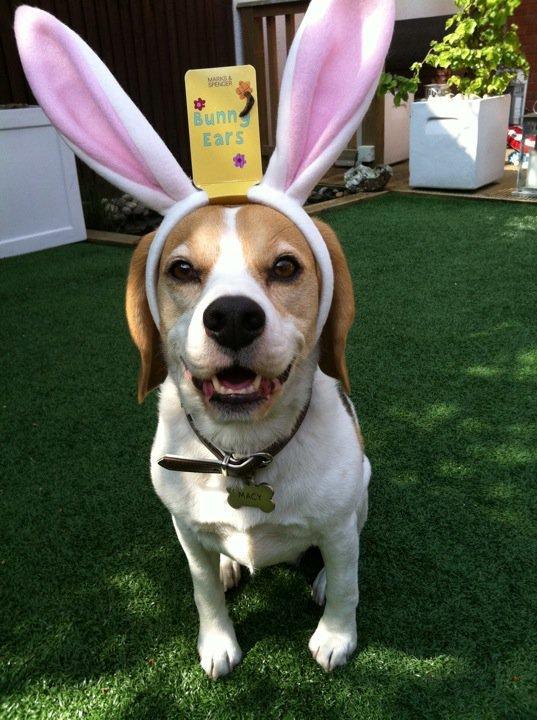 Beagle Macy - macy påskeferien 2011. billede 19