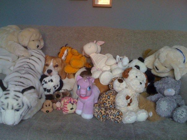 Beagle Macy - hvor er macy billede 20