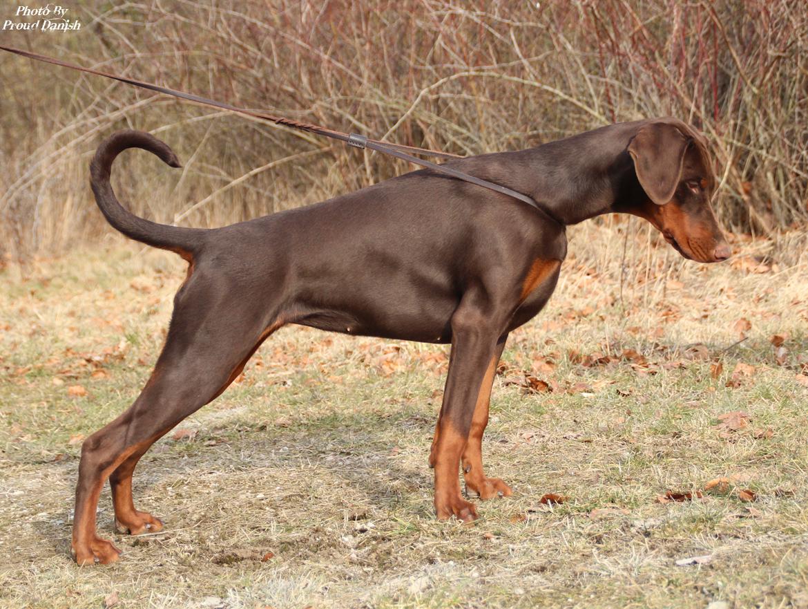Dobermann DKKV13 AJW13 LUCH Proud Danish Flying Indian Girl - 6½ mdr billede 30