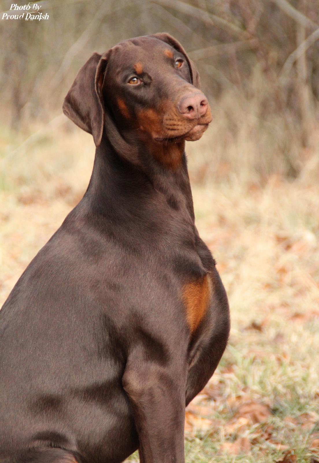 Dobermann DKKV13 AJW13 LUCH Proud Danish Flying Indian Girl - 6½ mdr billede 29