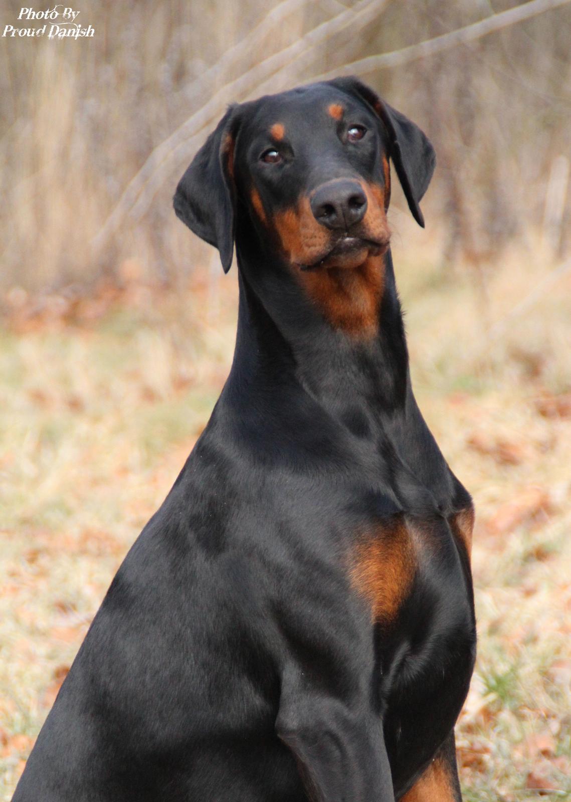 Dobermann Proud Danish For Your Love Only - 6½ mdr billede 1