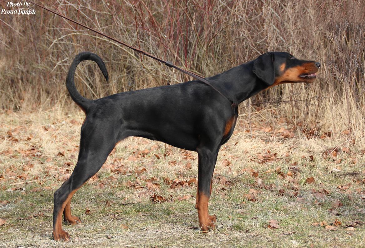 Dobermann Proud Danish For Your Love Only - 6½ mdr billede 20