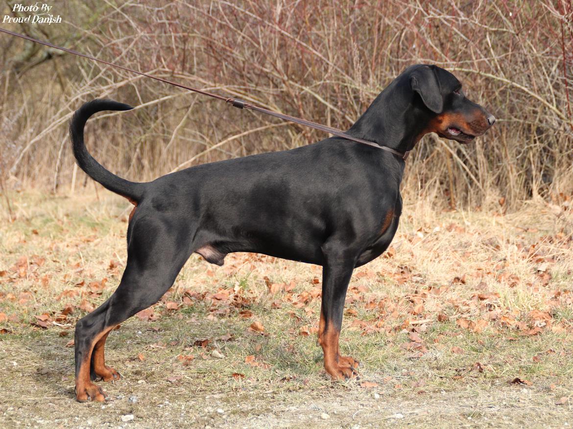 Dobermann Qui Terret Absinthe - 20 mdr billede 1