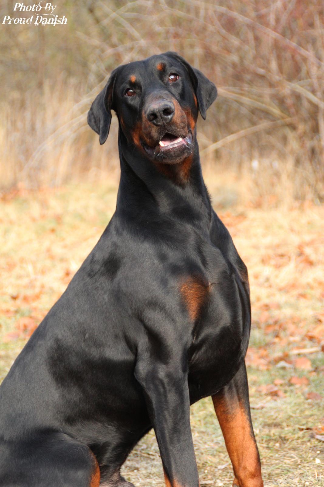 Dobermann Qui Terret Absinthe - 20 mdr billede 2