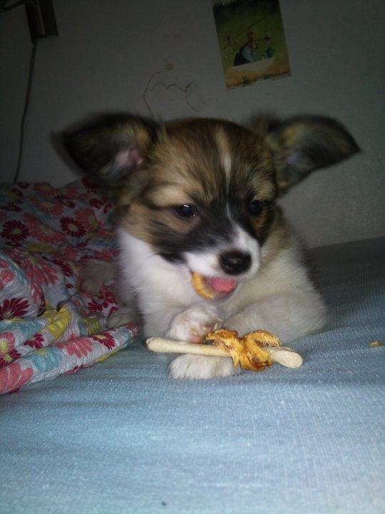 Papillon Toffy billede 14