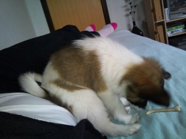 Papillon Toffy billede 15