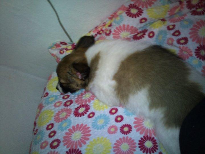 Papillon Toffy billede 16