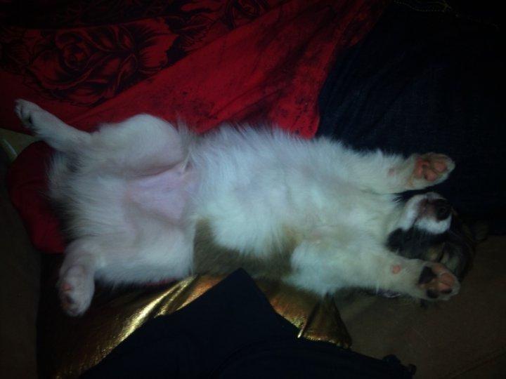 Papillon Toffy billede 17