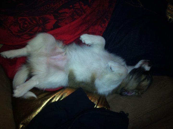 Papillon Toffy billede 18