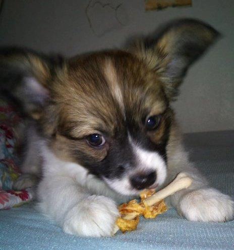 Papillon Toffy billede 19