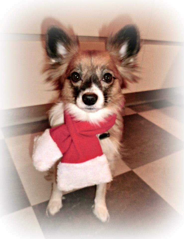 Papillon Toffy billede 2