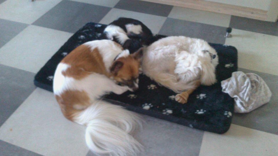 Papillon Toffy billede 7