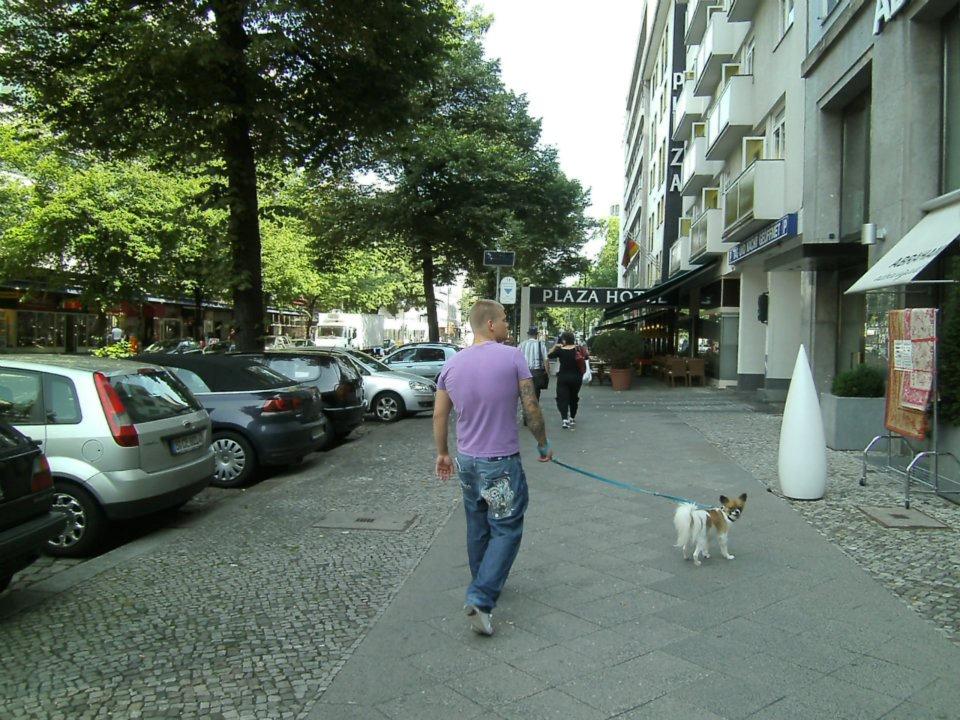 Papillon Toffy billede 9