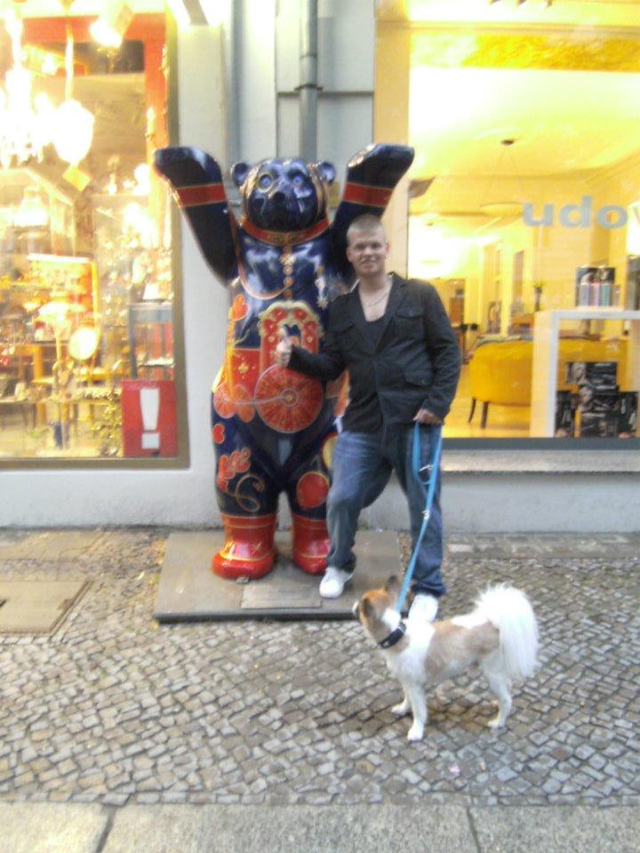 Papillon Toffy billede 11