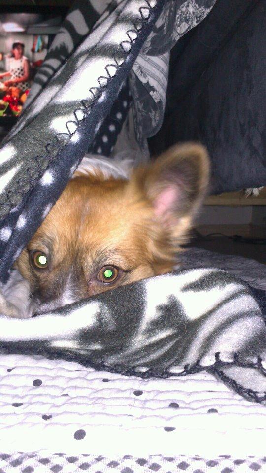 Papillon Toffy billede 1