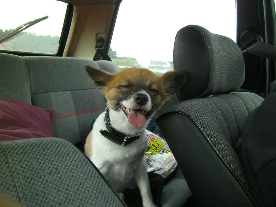 Papillon Toffy billede 10