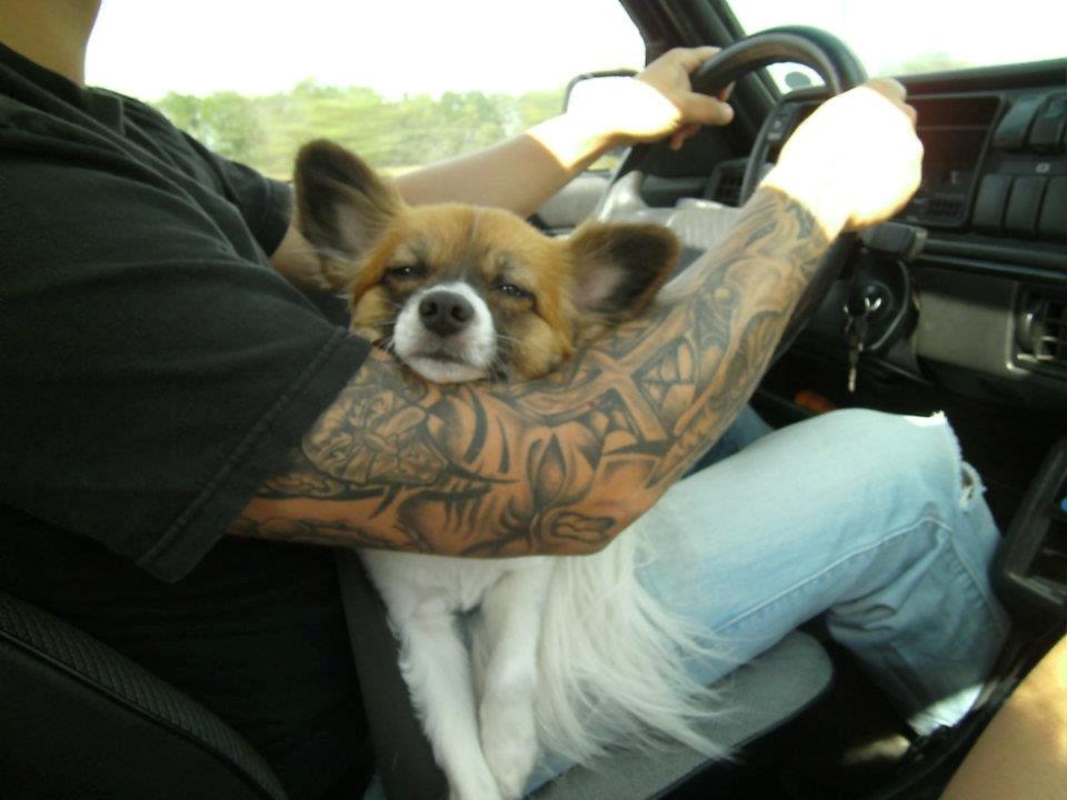 Papillon Toffy billede 3