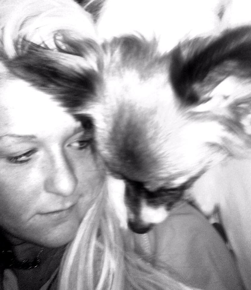 Papillon Toffy billede 4