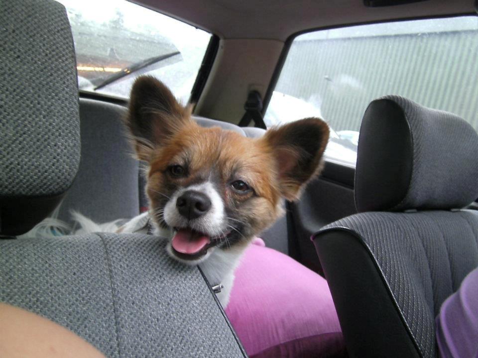 Papillon Toffy billede 12